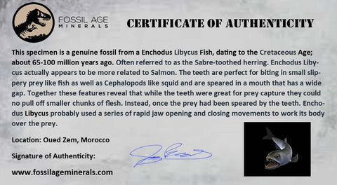1.8" Saber Toothed Herring Fossil Tooth Jaw Section Enchodus Libycus Cretaceous Age - Fossil Age Minerals