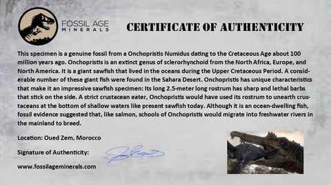 2.2" Sawfish Fossil Tooth Barb Onchopristis Numidus Cretaceous Dinosaur Era COA - Fossil Age Minerals