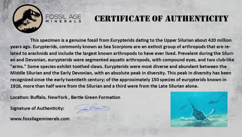 4.3" Eurypterus Sea Scorpion Fossil Upper Silurian 420 Mil Yrs Old New York Stand - Fossil Age Minerals