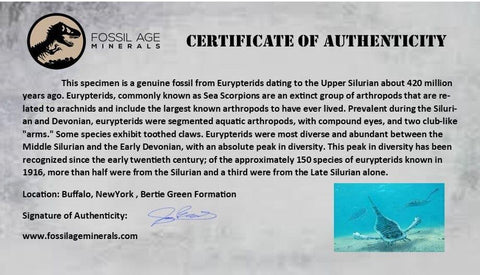 3.7" Eurypterus Sea Scorpion Fossil Upper Silurian 420 Mil Yrs Old New York Stand - Fossil Age Minerals