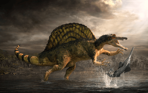 2.2" Rare Spinosaurus Vertebrae Fossil Bone Cretaceous Dinosaur Age Morocco COA - Fossil Age Minerals