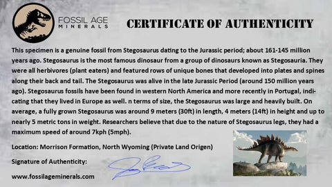 4" Stegosaurus Fossil Limb Bone Morrison FM Wyoming Jurassic Age Dinosaur COA - Fossil Age Minerals
