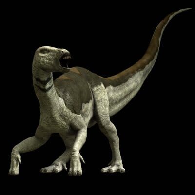1.2" Tenontosaurus Fossil Vertebrae Bone Cloverly FM Cretaceous Dinosaur MT COA - Fossil Age Minerals