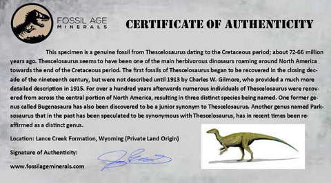 1.9" Thescelosaurus Fossil Vertebrae Bone Cretaceous Dinosaur Lance Creek WY COA - Fossil Age Minerals