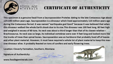 7.9" Sauroposeidon Proteles Fossil Bone Cloverly FM Montana Titanosaurus COA - Fossil Age Minerals