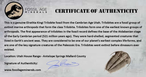 1.3" Elrathia Kingi Trilobite Fossil Utah Cambrian Age 521 Million Years Old COA - Fossil Age Minerals