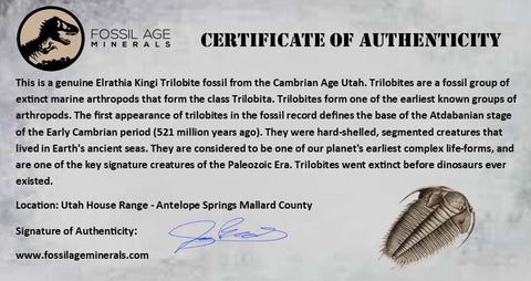1.1" Elrathia Kingi Trilobite Fossil Utah Cambrian Age 521 Million Years Old COA - Fossil Age Minerals
