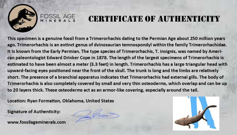 0.3" Trimerorhachis Claw Fossil Permian Age Reptile Waurika Oklahoma COA, Display - Fossil Age Minerals