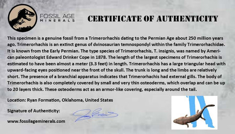 0.4" Trimerorhachis Claw Fossil Permian Age Reptile Waurika Oklahoma COA, Display - Fossil Age Minerals