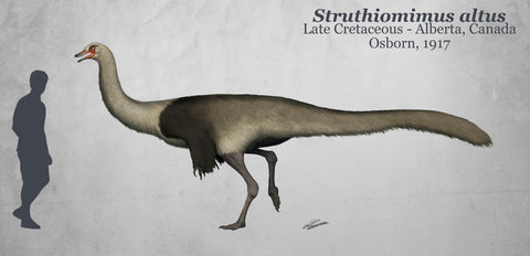 3.2" Struthiomimus Fossil Toe Bone Lance Creek FM WY Cretaceous Dinosaur Age - Fossil Age Minerals