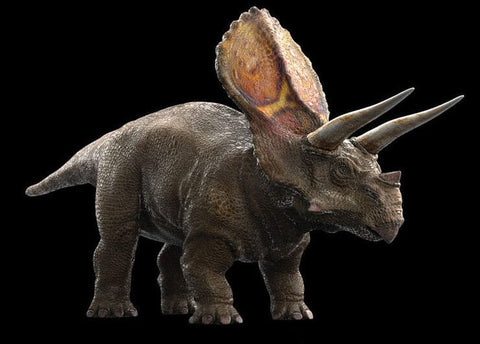 4" Torosaurus Limb Bone Fossil Lance Creek FM Cretaceous Dinosaur WY COA - Fossil Age Minerals