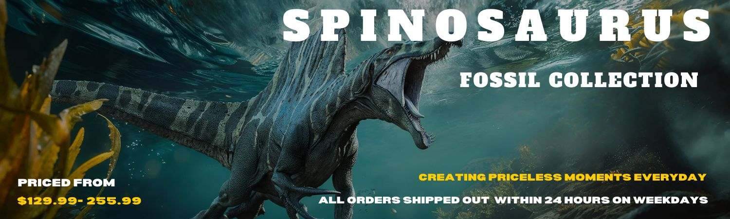 Spinosaurus Fossils Collection