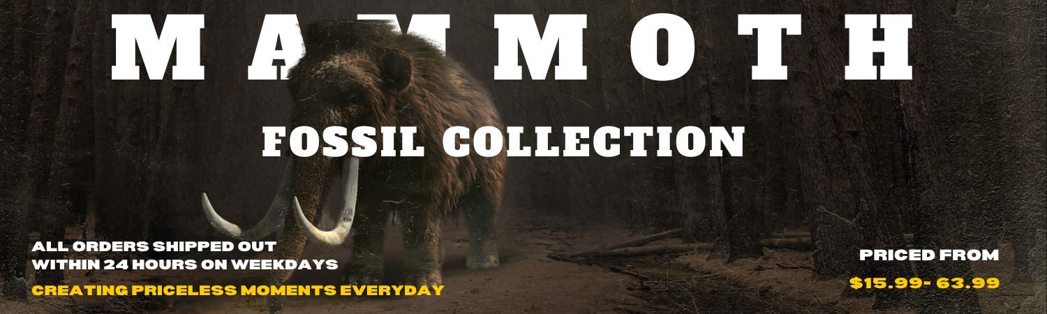 Mammoth Fossil Collection