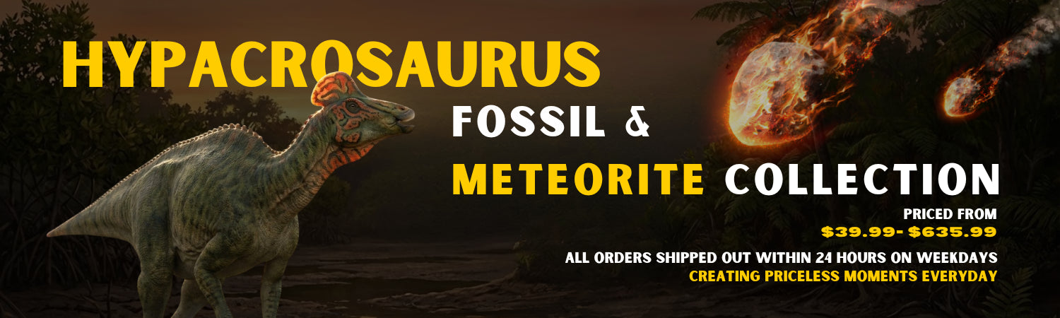 Hypacrosaurus Fossil and Meteorite Collection