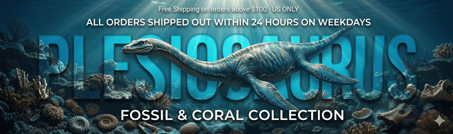 plesiosaurus fossil