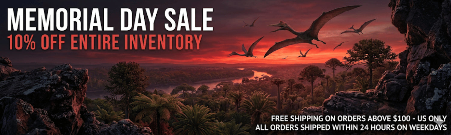 Fossil and Minerals Collection Flash Sale