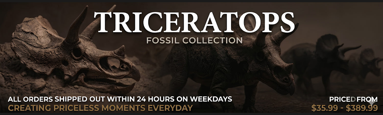 Triceratops Fossil Collection